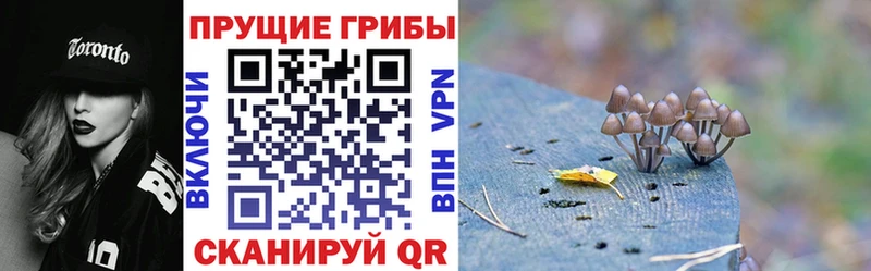 Псилоцибиновые грибы Psilocybe  Купить  Малая Вишера 